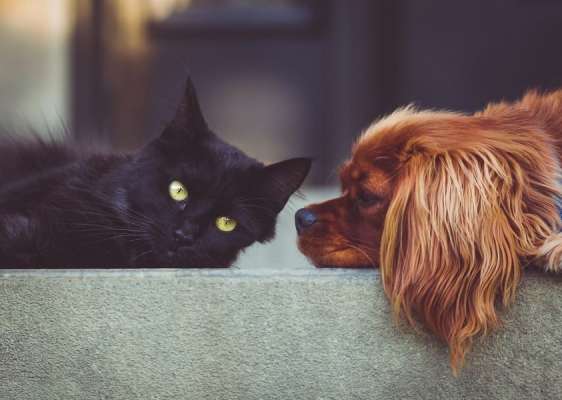 Kuidas koera ja kassi omavahel tutvustada?